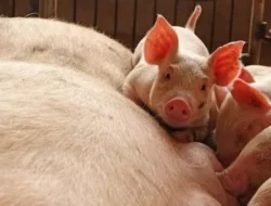 Karena Babi, Mendag Jadi Bulan-bulanan Netizen