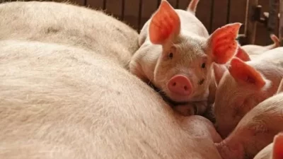 Karena Babi, Mendag Jadi Bulan-bulanan Netizen