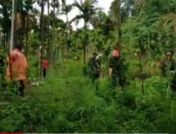 Begini Penampakan Lahan 6,28 Hektare Ditanami 40,3 Ton Ganja