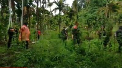 Begini Penampakan Lahan 6,28 Hektare Ditanami 40,3 Ton Ganja
