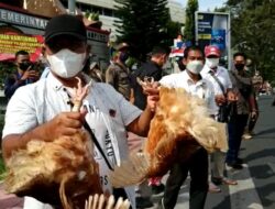 Peternak Protes, Bagikan Ayam dan Telur Gratis