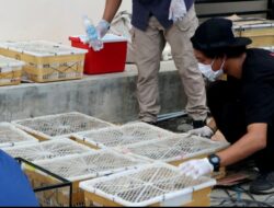 1000 Burung Tanpa Dokumen Diselundupkan Melalui TPI Way Muli