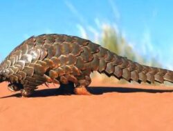 Sisik Trenggiling Rp 1,4 Miliar Jadi Bahan Baku Sabu-sabu