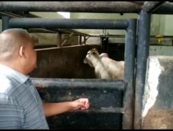 Rumah Potong Hewan Kurangi Pemotongan Sapi
