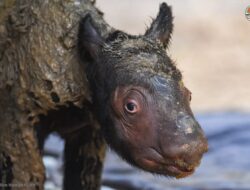 Bayi Badak Lucu Nan Imut Lahir Di TN Way Kambas