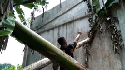 Panjat Batang Pisang, Pencuri Masuk Indomaret Samping Polres