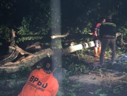 Pohon Tumbang Rusak Sejumlah Rumah Warga