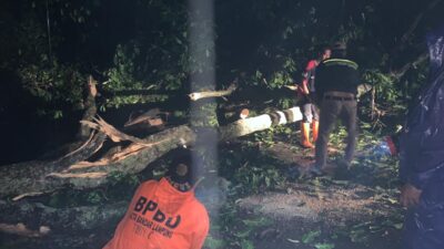 Pohon Tumbang Rusak Sejumlah Rumah Warga