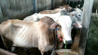 11 Sapi Diserang, Lalu Lintas Ternak Dibatasi