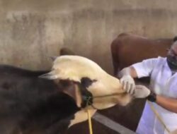 Sidak Lapak Pedagang, Sapi Kurban Alami Gejala Panas