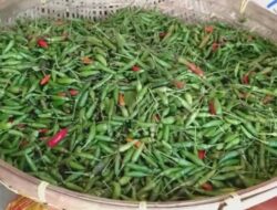 Harga Meroket, 10 Bibit Cabai Dibagikan ke Warga