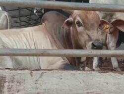 Catat, Usai Divaksin Sapi Dilarang Dijual Untuk Kurban