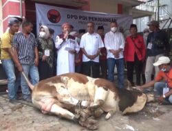 DPD PDI Perjuangan Lampung Sembelih 39 Sapi dan 50 Kambing