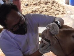 Vaksin PMK Disalurkan, Lamteng Terima 15 Ribu Dosis