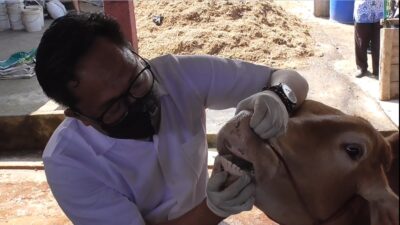 Vaksin PMK Disalurkan, Lamteng Terima 15 Ribu Dosis