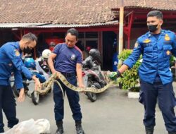 Geger,Bersihkan Saluran Kamar Mandi yang Keluar Sanca
