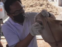 20 Supect PMK, 13 Sembuh 7 Diawasi