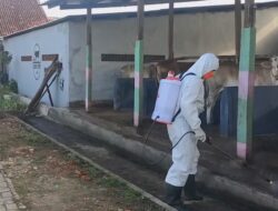 Zero PMK, Kandang Ternak Disemprot Disinfektan
