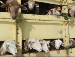 Jangan Sembarangan Kirim Hewan Ternak, Ini Sanksi Hukumnya!