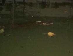 Buaya Kembali Teror Warga Gudang Lelang