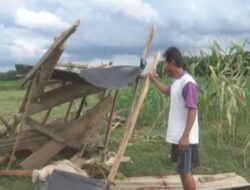 Gajah  Liar Datang, Tiga Warga Tunggang Langgang, Satu Terinjak