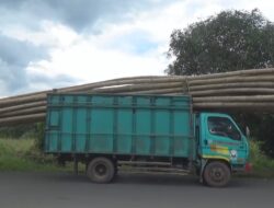 Tebang Bambu di Hutan Kawasan 4 Orang Ditangkap