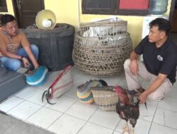 Sabung Ayam Digerebek, 2 Ditahan 11 Wajib Lapor