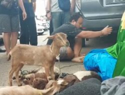 Timgab Bergerak Aktor Utama Pencuri Ternak Tewas