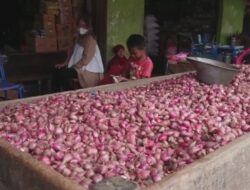 Gagal Panen, Harga Bawang Merah Meroket