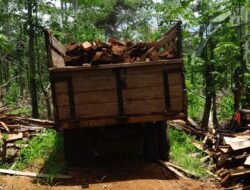 Polres Lamtim Ringkus Tiga Pelaku Ilegal Logging di Hutan Register 38