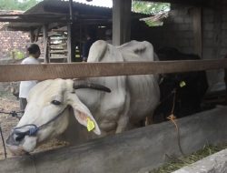 106 Ternak Terjangkit LSD di Kota Metro, 11 Sembuh