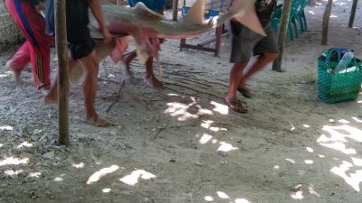 Dapat Hiu Macan Nan Ganas, Nelayan Krui Bergembira