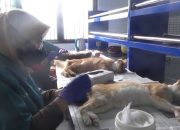 1 Kasus Rabies, Vaksin Gratis Dibagikan