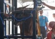 Ini Kotak Perebah Sapi Hasil Kreatif Warga Sukarame