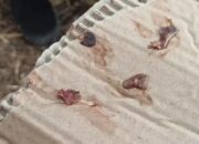 Bedah Hewan Kurban, Panitia Temukan Cacing Hati di Dua Sapi