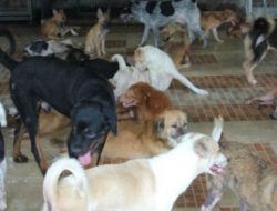 Waspada! Lampung Masuk Wilayah Endemis Rabies