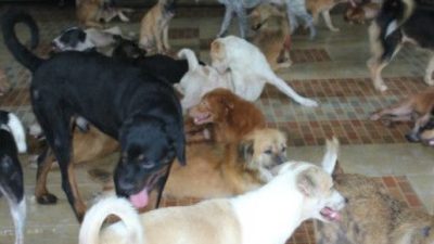 Waspada! Lampung Masuk Wilayah Endemis Rabies