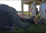 Tim Medis TNWK Nekropsi Ungkap Penyebab Gajah Mambo Mati