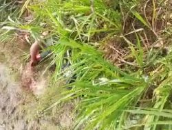 Sinyal Untuk Curanmor : Pelaku Meregang Nyawa Di Tangan Warga