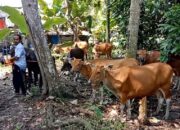 3000 Sapi di Lamsel Vaksinasi LSD, 80 Persen Sembuh