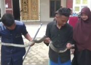 Usai Salat Jumat, Santri Heboh Ular Sanca Muncul di Kamar Mandi