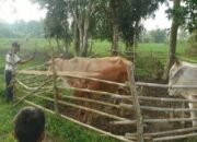 3000 Sapi di Lamsel Terjangkit LSD, Vaksin Kurang Petugas Kewalahan
