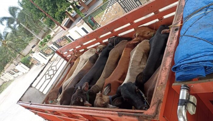 DITOLAK : Rombongan sapi asal Jakarta ditolak masuk Lampung karena tak dilengkapi surat izin. (Foto KPL)