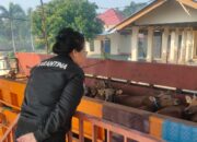 Rawan Penyakit, 31 Sapi Asal NTB Ditolak Masuk Lampung