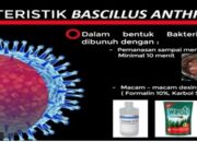 Kenali Penyakit Antraks Yang Kini Geger di Gunung Kidul Yogyakarta, Ini Cara Pencegahannya