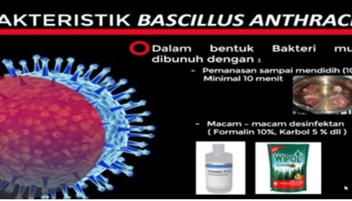 Kenali Penyakit Antraks Yang Kini Geger di Gunung Kidul Yogyakarta, Ini Cara Pencegahannya
