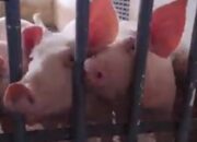 Penyelundupan Babi Lolos Di Bakauheni, Tertangkap Di Merak