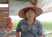 Sawah di Lamsel Kekeringan, Petani Terancam Gagal Panen