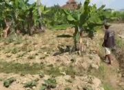 Dampak El Nino, Petani Tunda Panen Terong