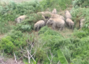 Gajah Liar Geruduk Kebun Warga Semaka